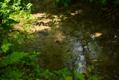 DSC_3343 (Large).JPG